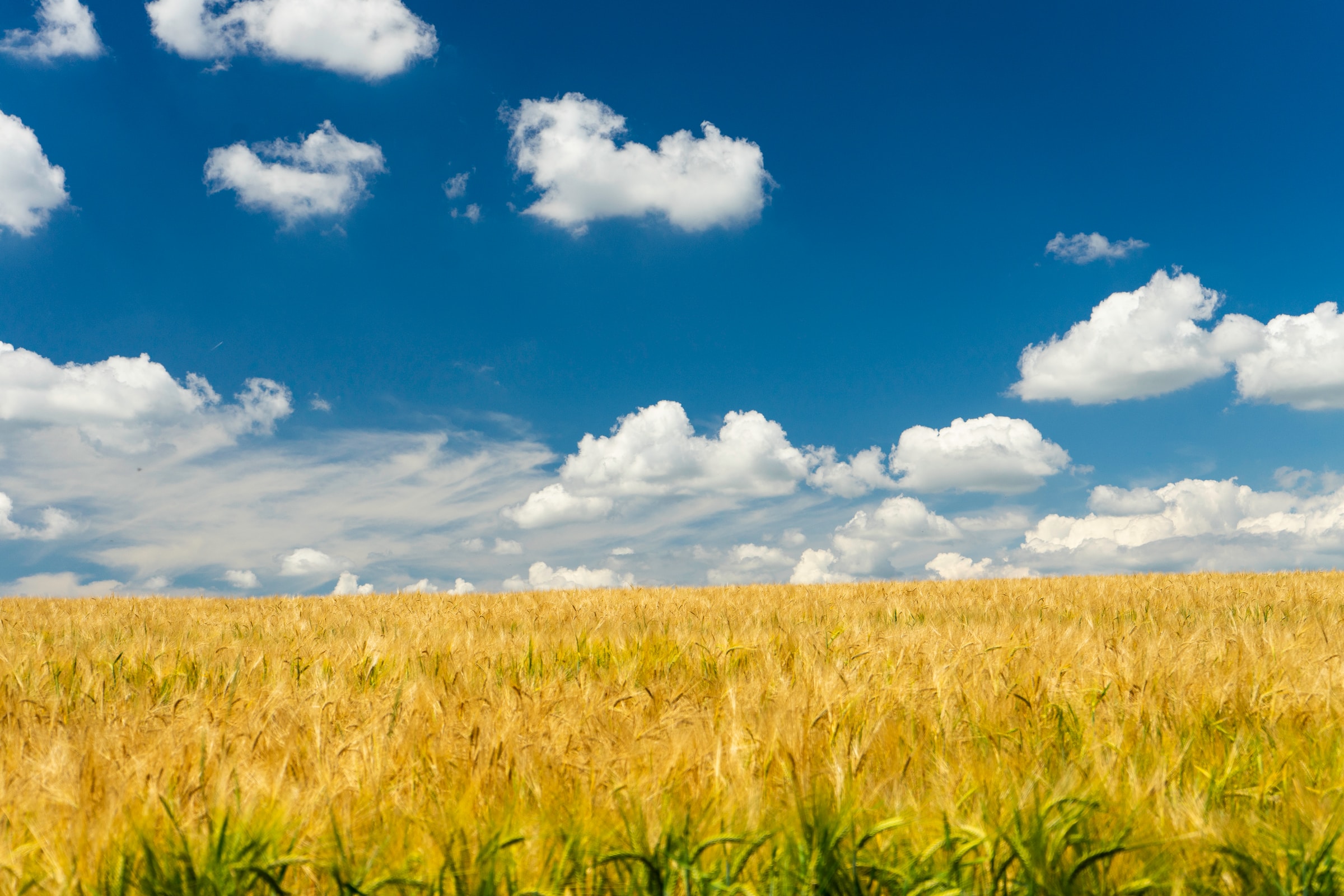 Das Getreidefeld strahlt goldgelb. Der tiefblaue Himmel wird von einigen Wolken geschmückt. Gemeinsam stellen das blau und das gelb eine typische ukrainische Aussicht dar.