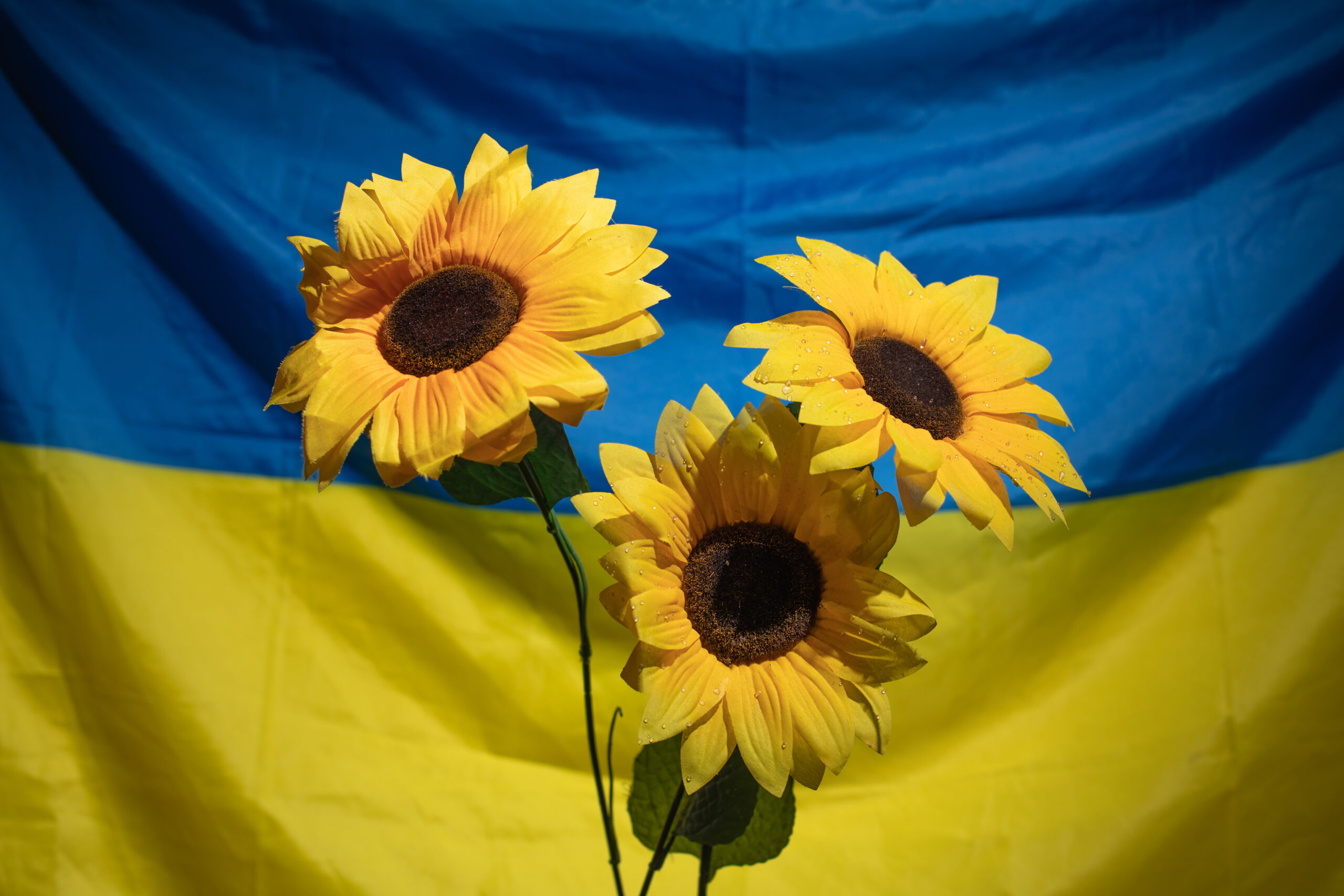 Eine blau-gelbe Ukraine Flagge ist im Hintergrund. Davor: drei strahlende Sonnenblumen